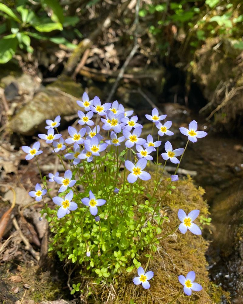 Azure Bluet