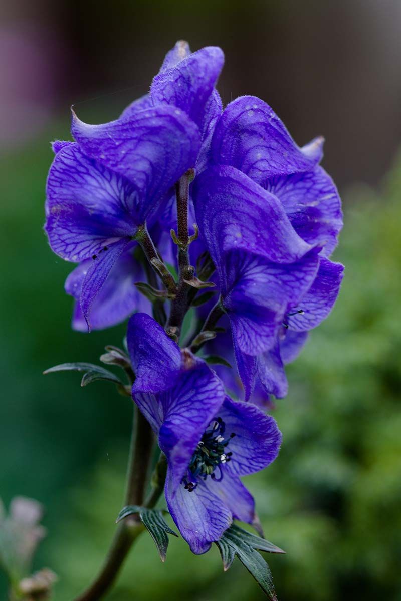 Azure Monkshood