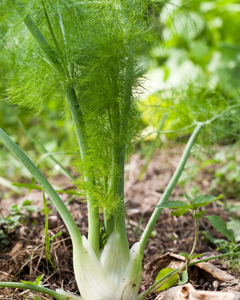 Baby Fennel