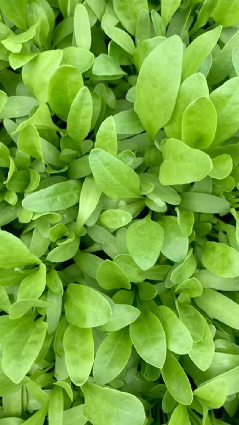 Baby Spinach