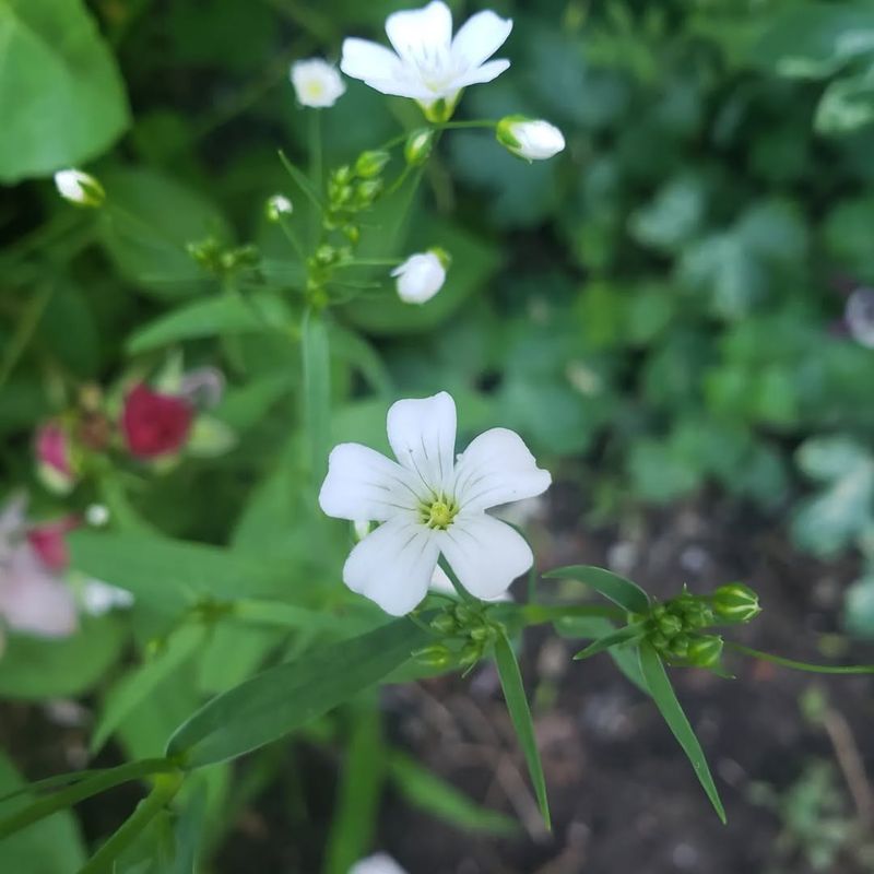 Baby's Breath