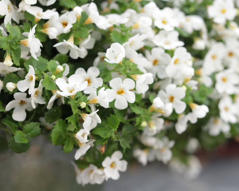 Bacopa