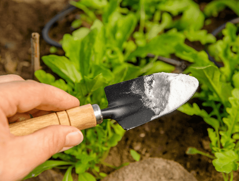 Baking Soda for Fungal Disease