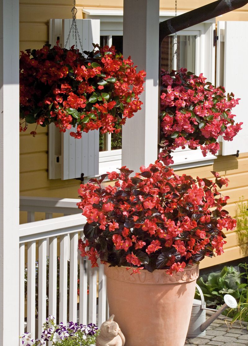 Balcony: Bamboo & Begonia