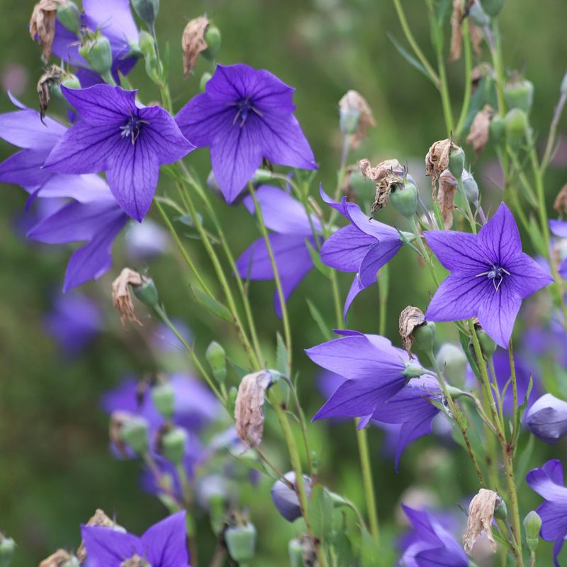 Balloon Flower