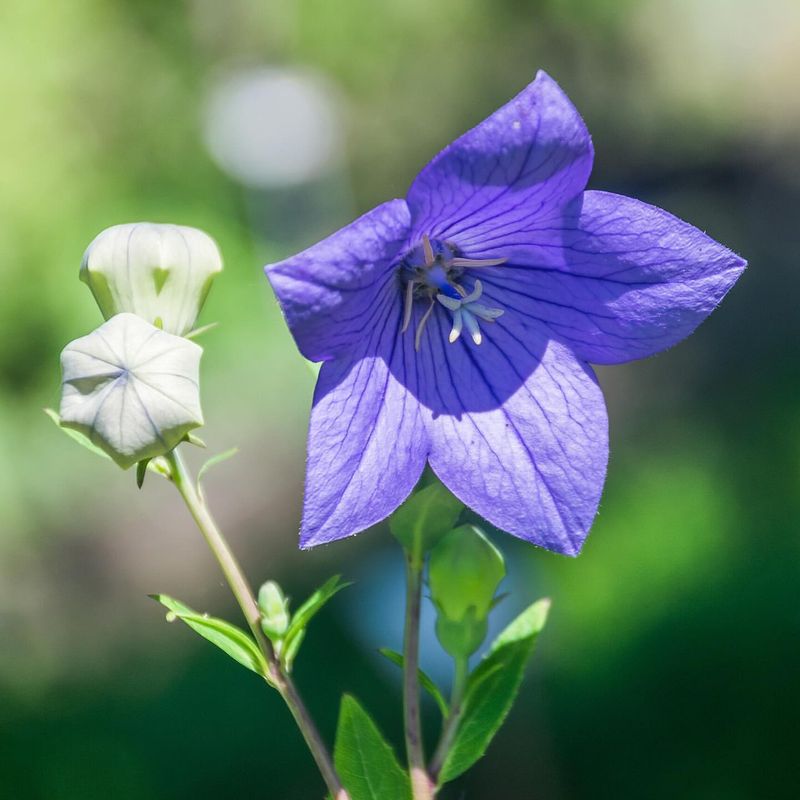 Balloon Flower