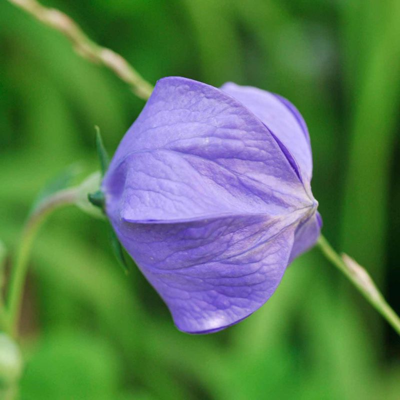 Balloon Flower