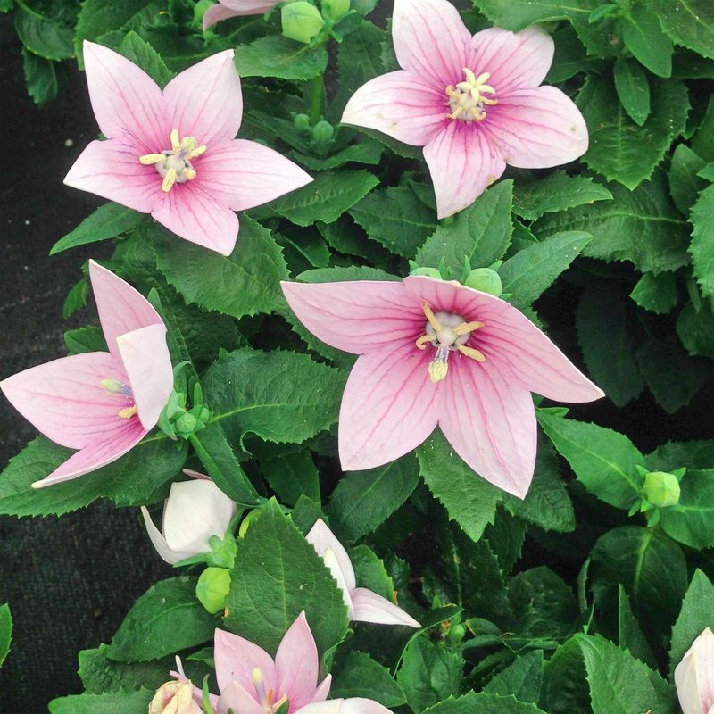 Balloon Flower