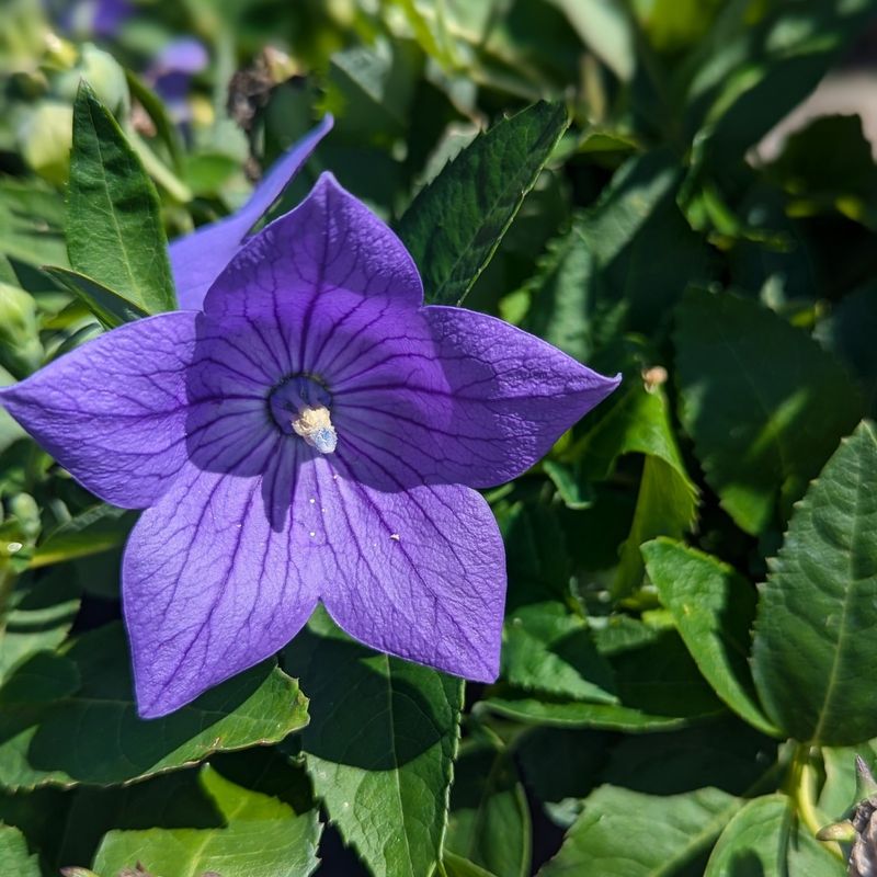 Balloon Flower