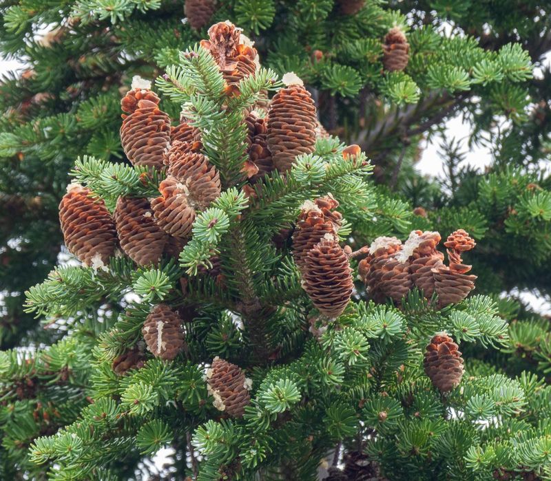 Balsam Fir