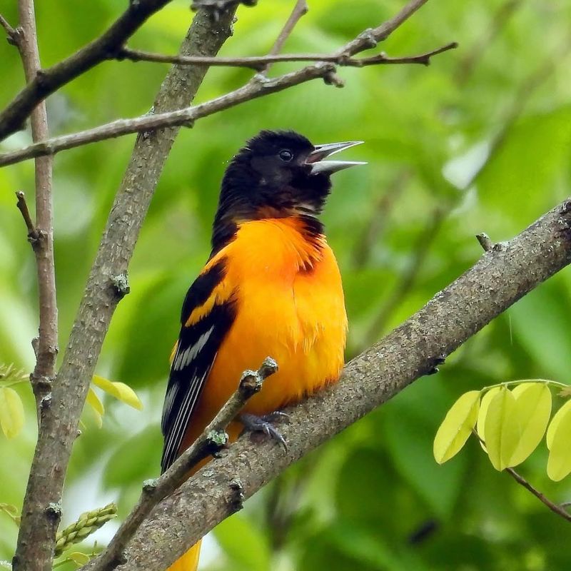 Baltimore Oriole