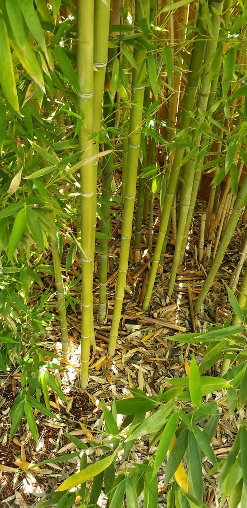 Bamboo