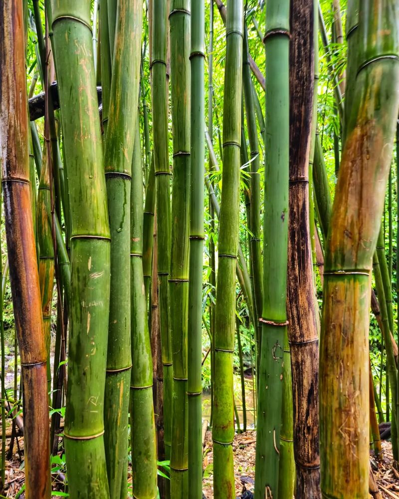 Bamboo