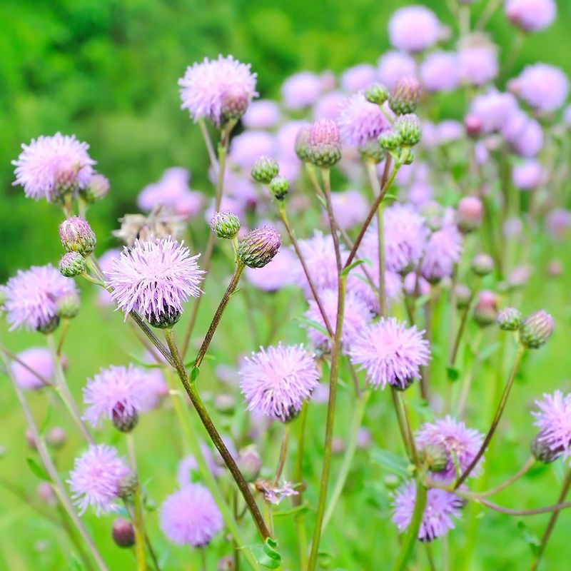 Canada Thistle