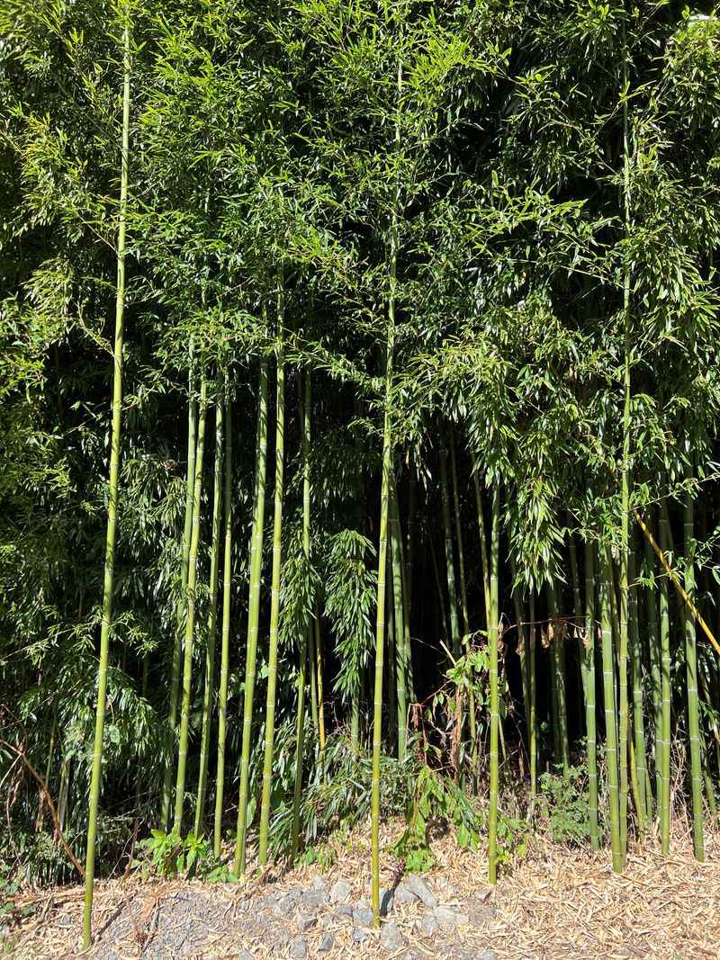 Bamboo