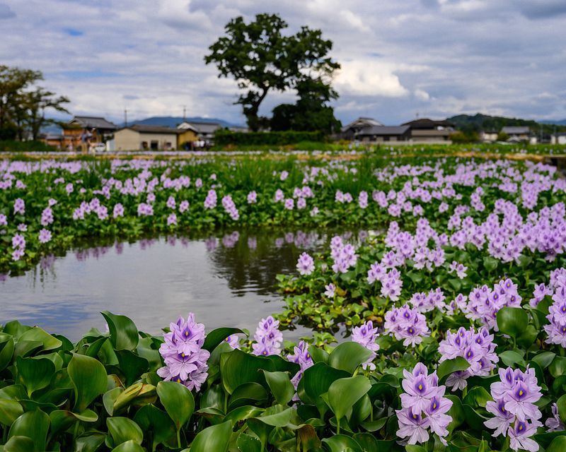 Water Hyacinth