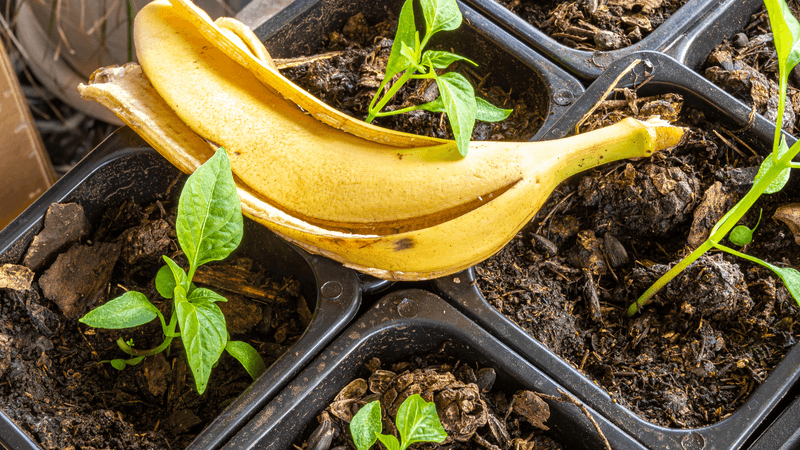 Banana Peels: Potassium Power