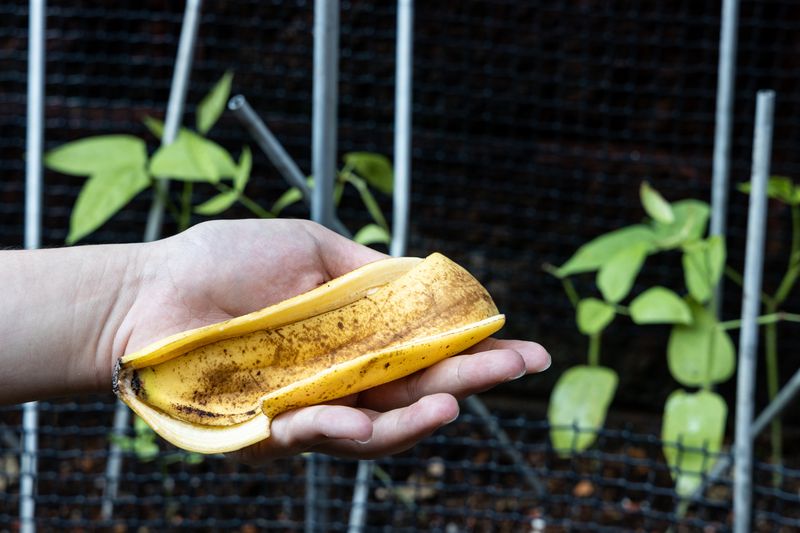 Banana Peels as Fertilizer