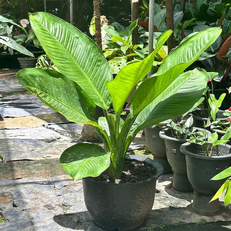 Banana Plant