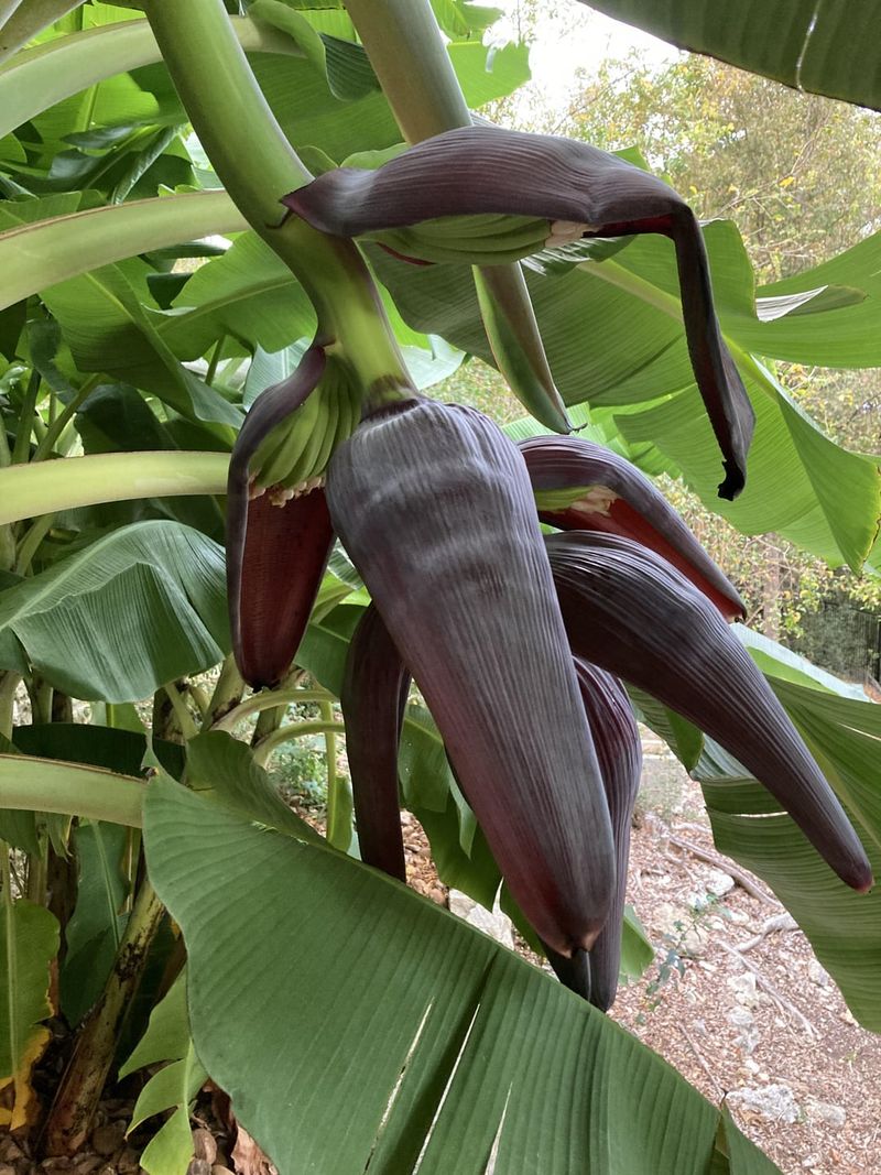 Banana Plant