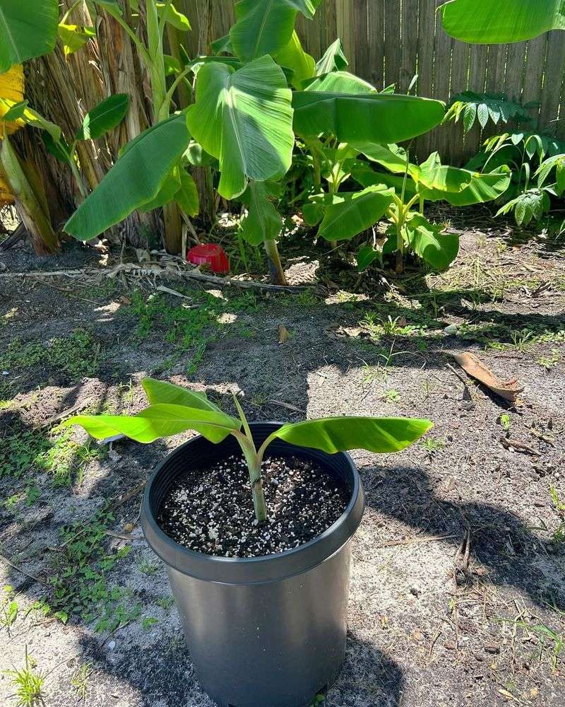 Banana Plant