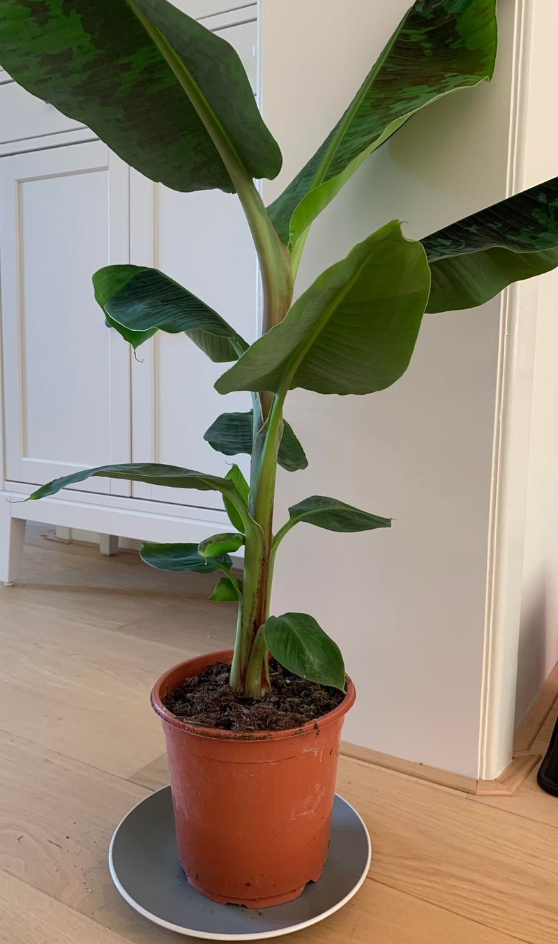 Banana Plant