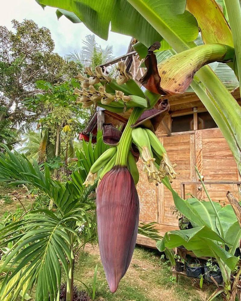 Banana Tree