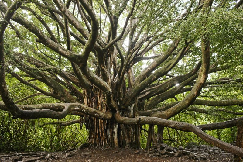 Banyan Tree of Lahaina