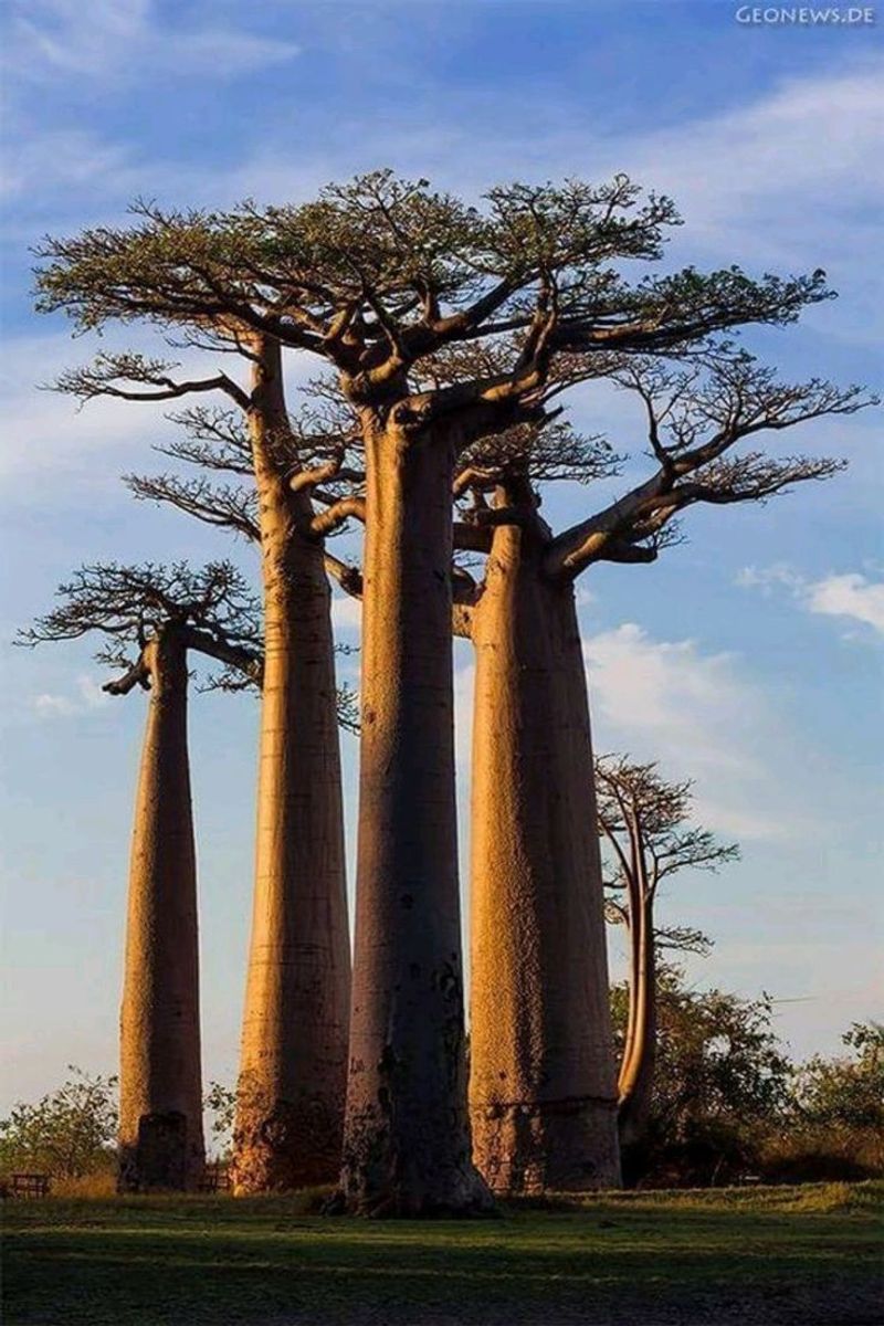 Baobab Tree