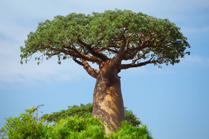 Baobab Tree