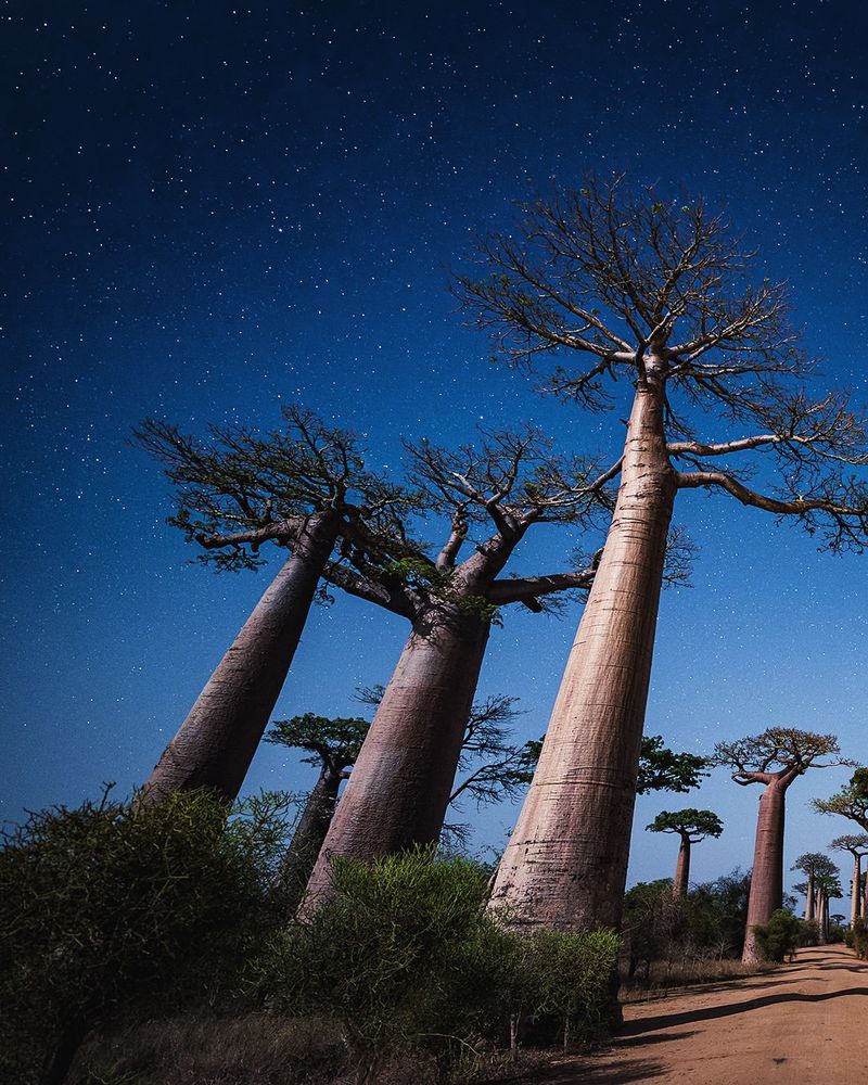 Baobab Tree