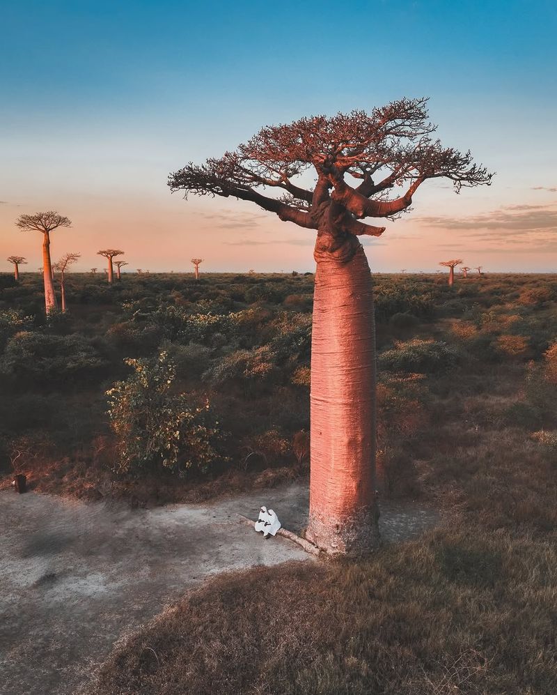 Baobab Tree