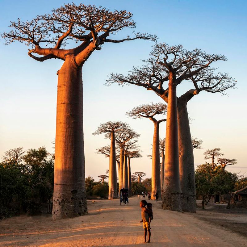 Baobab Tree