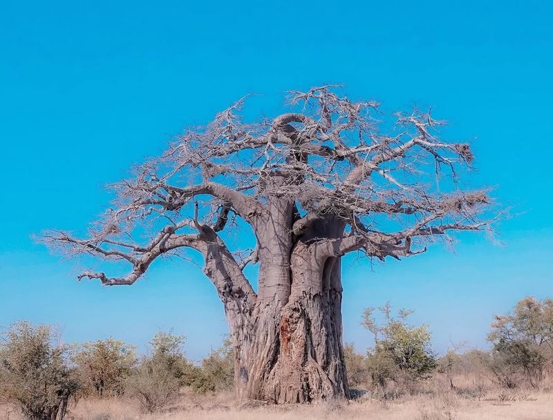 Baobab Trees