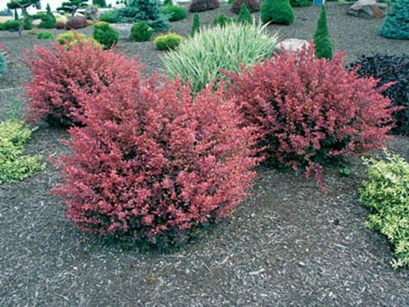 Barberry