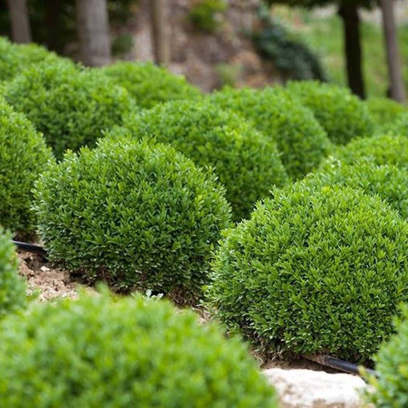 Boxwood (Buxus 'Green Velvet')