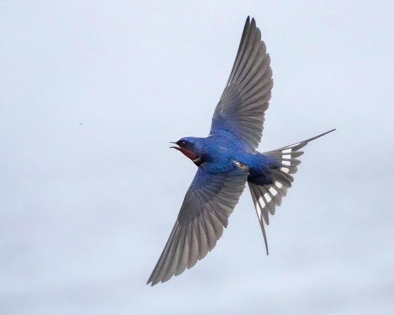 Barn Swallow