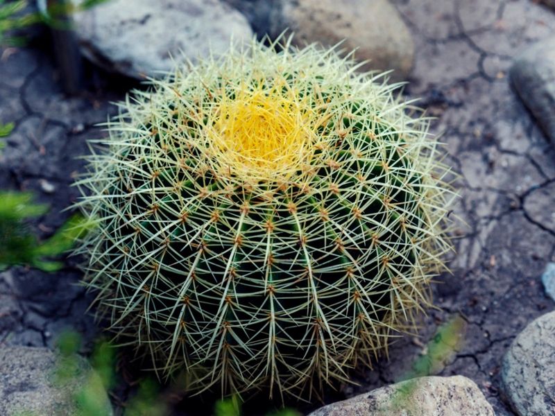 Barrel Cactus