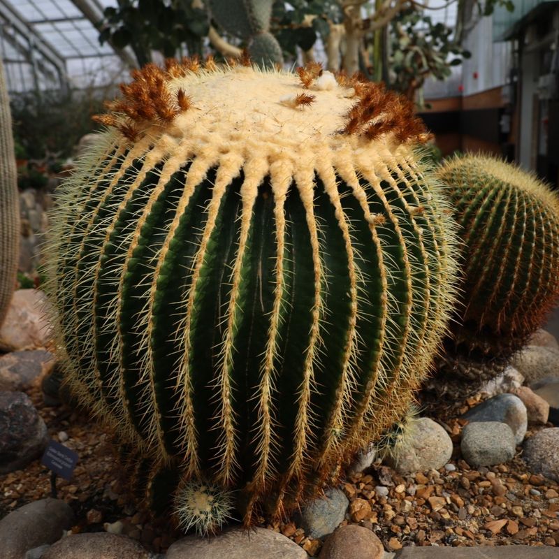 Barrel Cactus