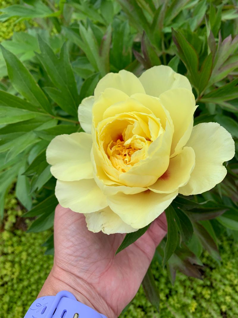 Bartzella Peony