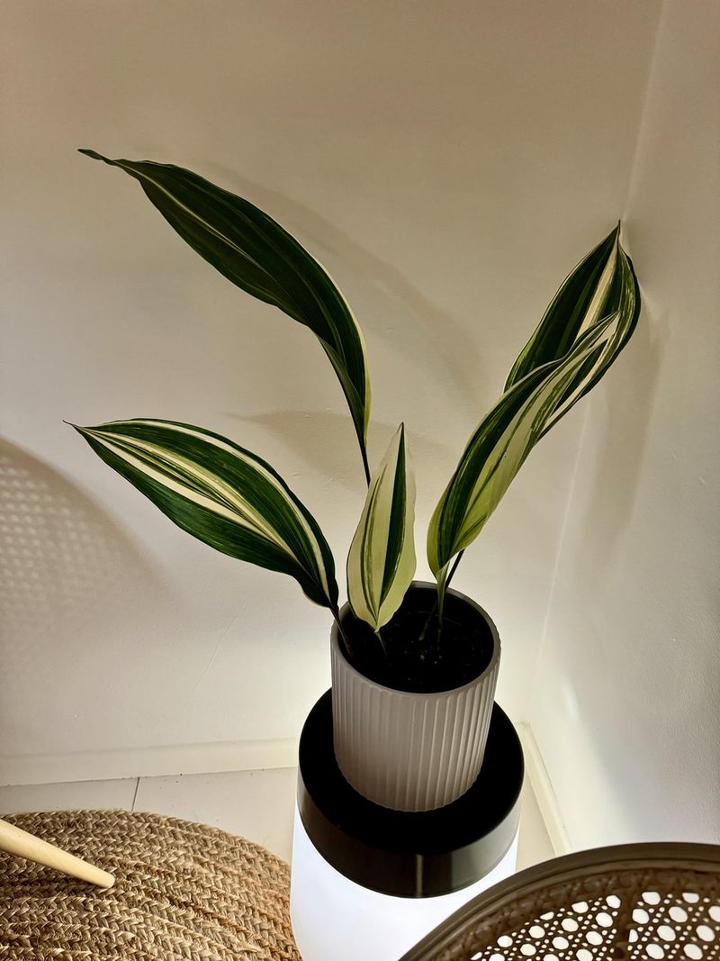 Basement: Pothos & Cast Iron Plant