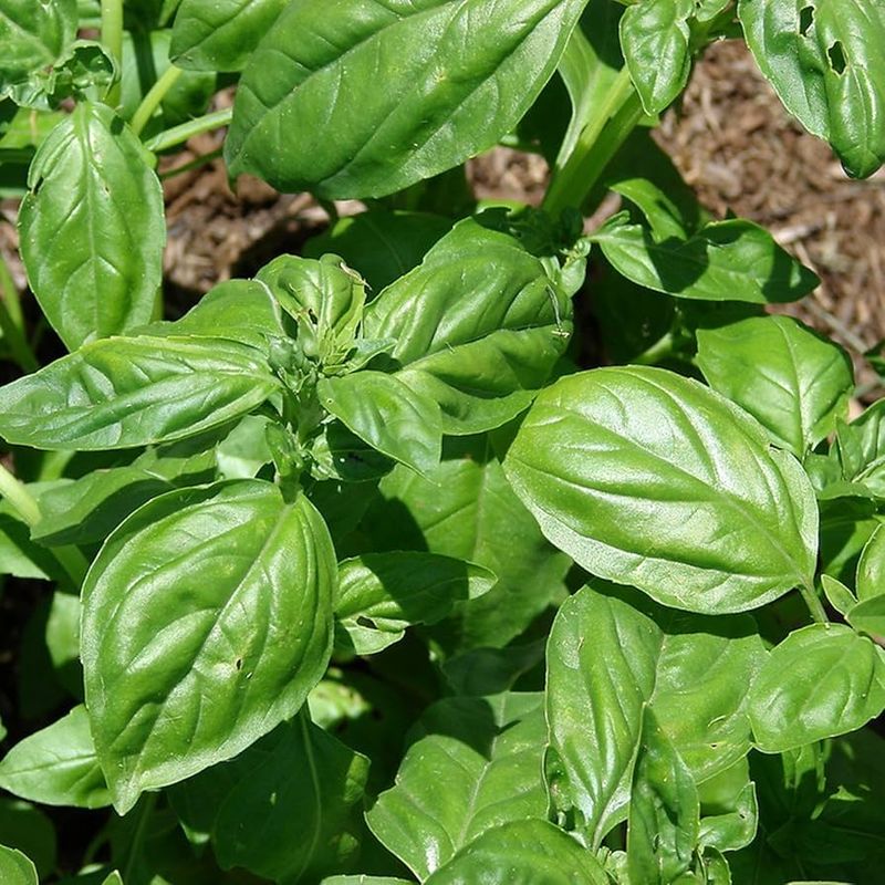 Basil