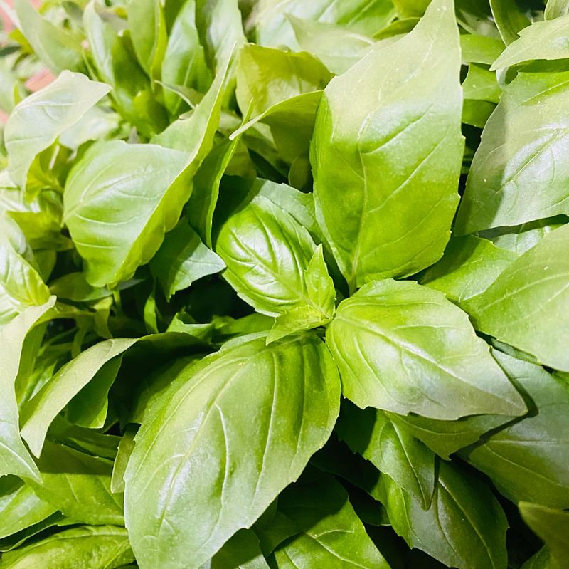 Basil