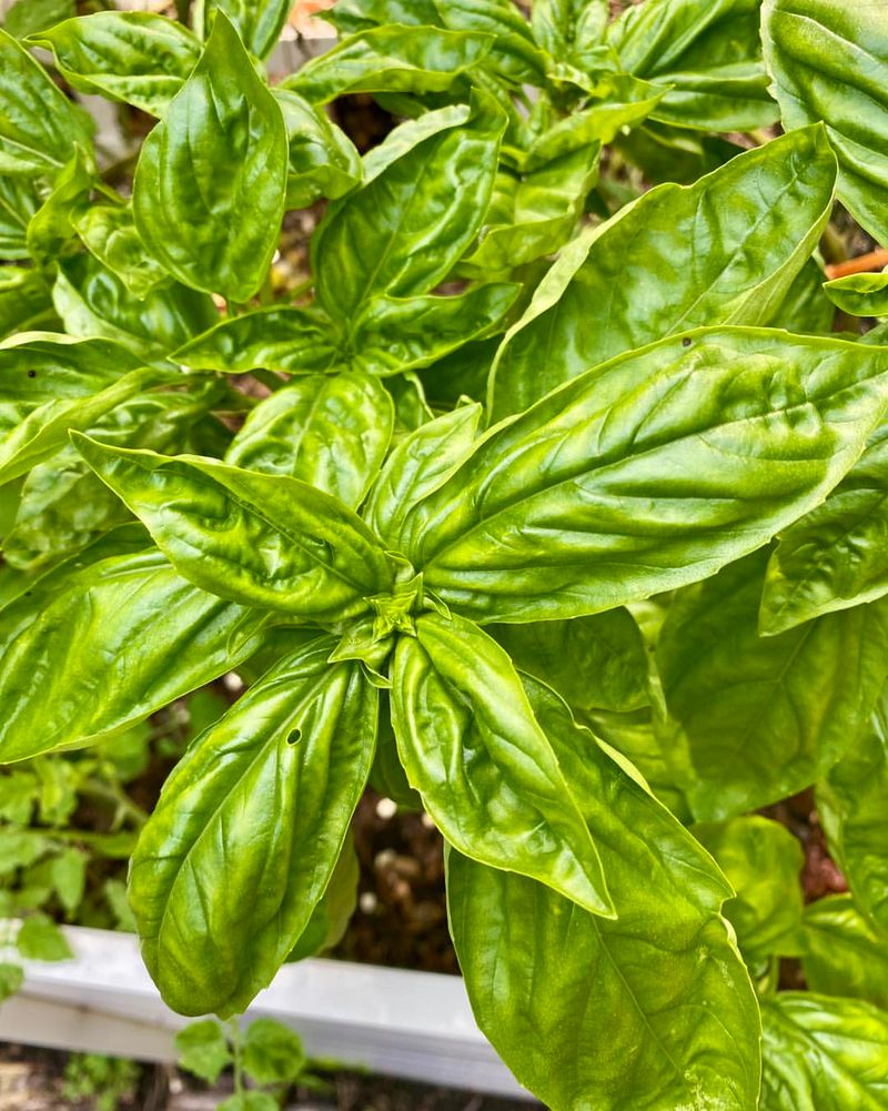 Basil