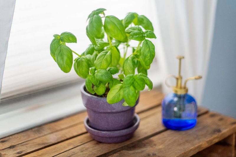 Basil