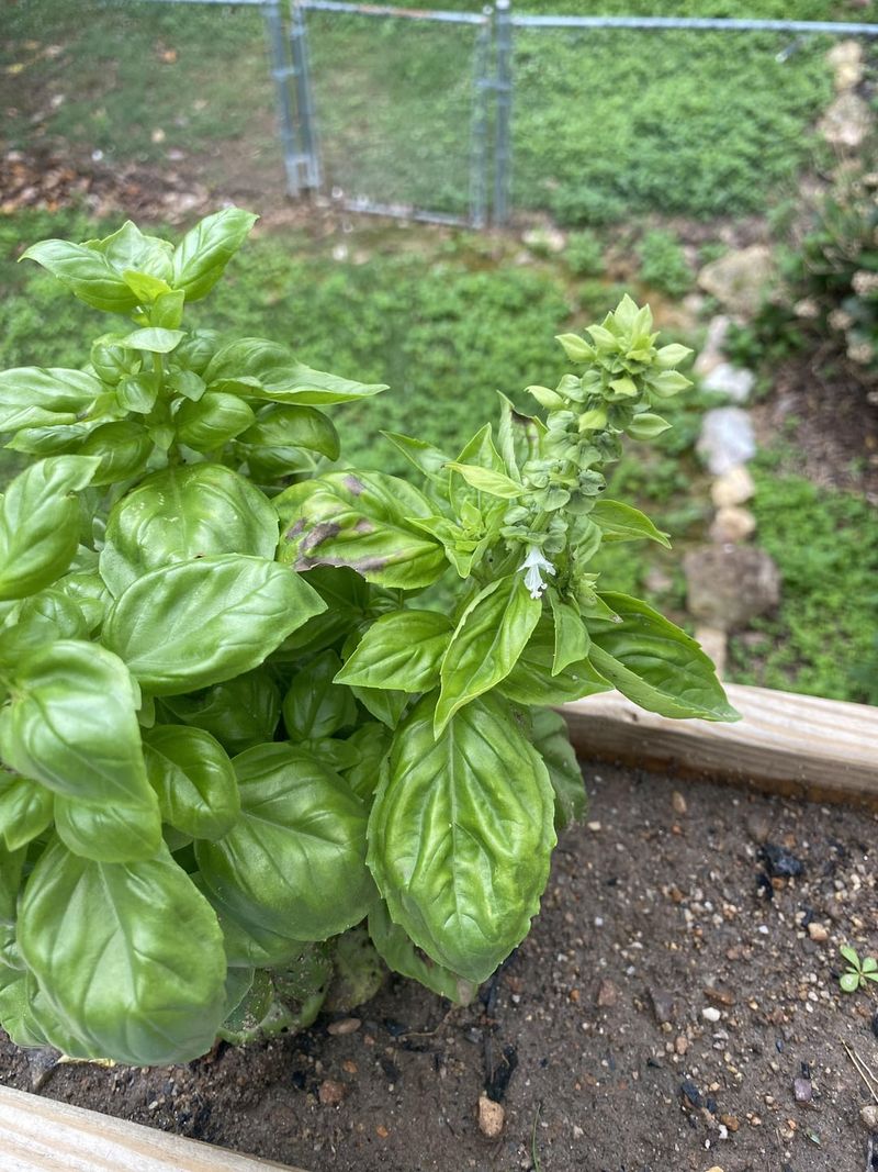 Basil