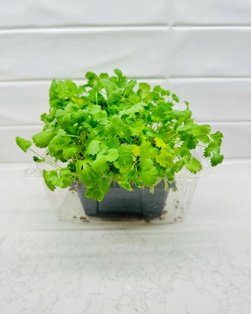 Cilantro