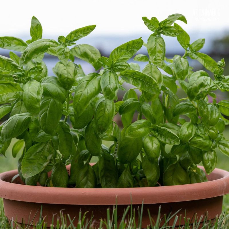 Basil (during winter months)