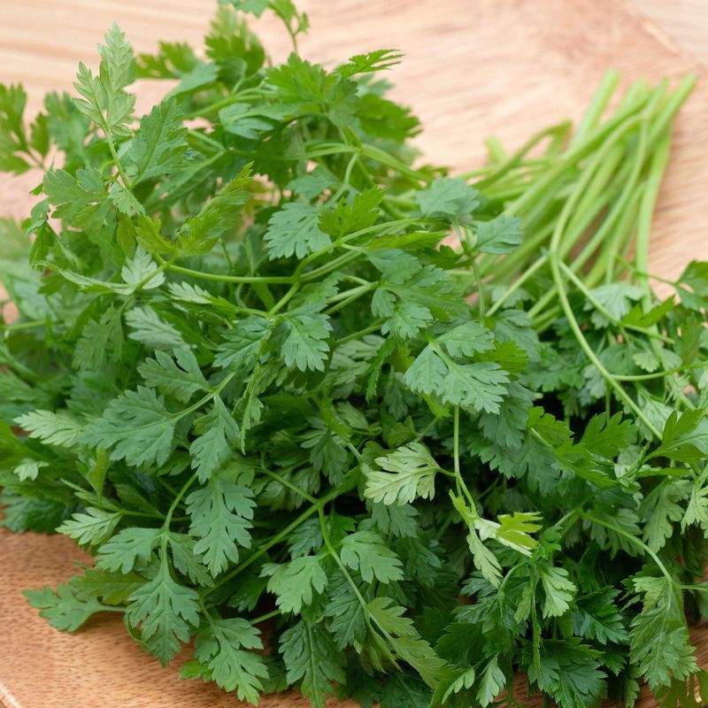 Chervil