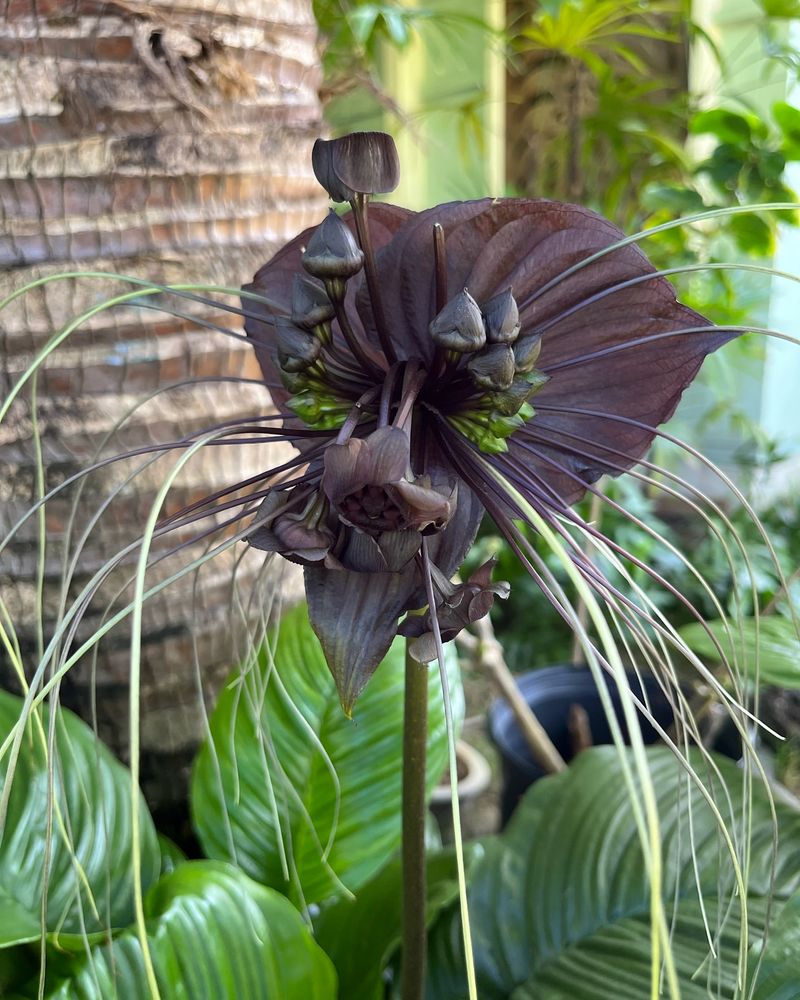 Bat Flower